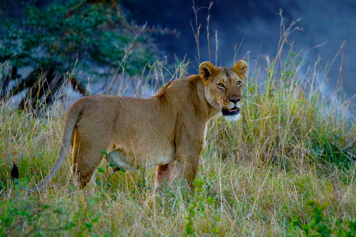 2 days Murchison Falls Safari