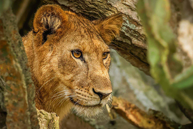 16 days pearl of Africa safaris